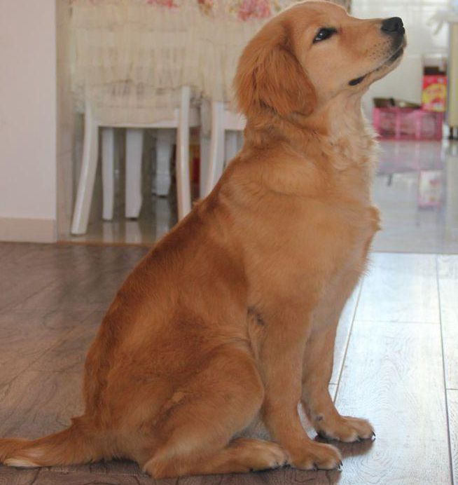 发现金毛爱咬人后,主人这样做帮它改掉坏习惯!