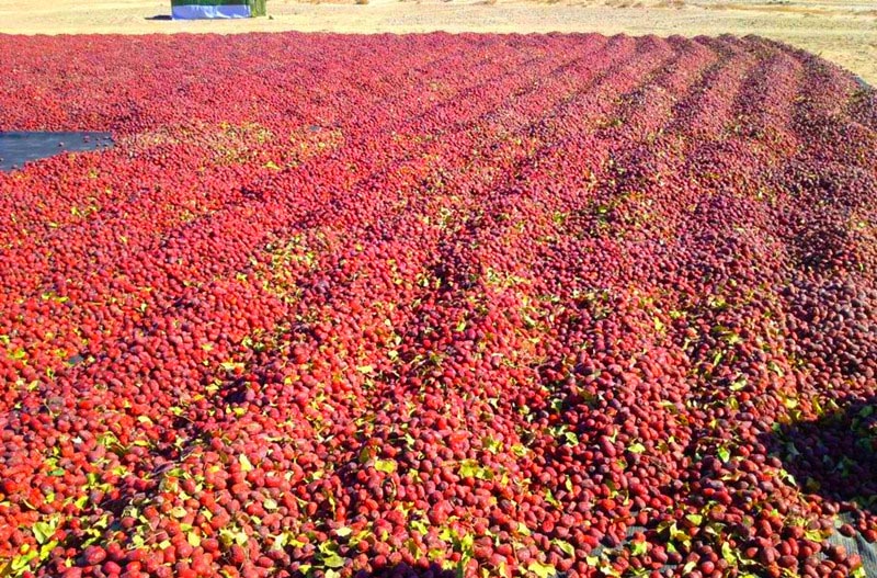 新郑大枣的发展历史,新郑大枣发展历史