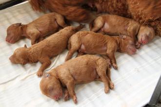 小奶狗的成长全部视频,流浪奶狗的成长经历