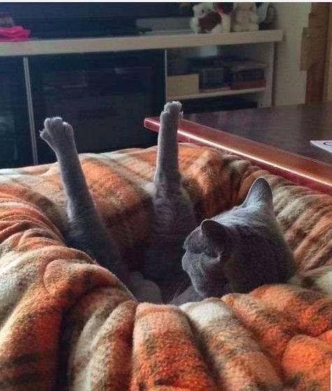 猫咪犯错关禁闭挨饿,猫咪吃了个罐头后很乖