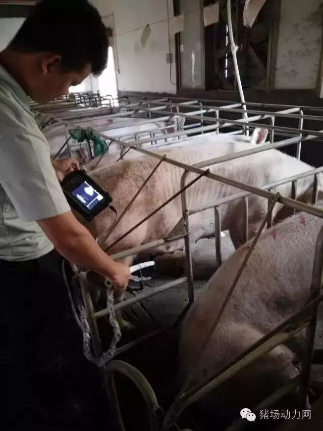 猪场铲粪的工具,铲猪粪神器