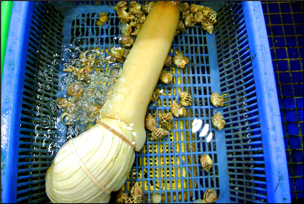 渔夫码头海鲜礼盒,海边渔人码头海鲜