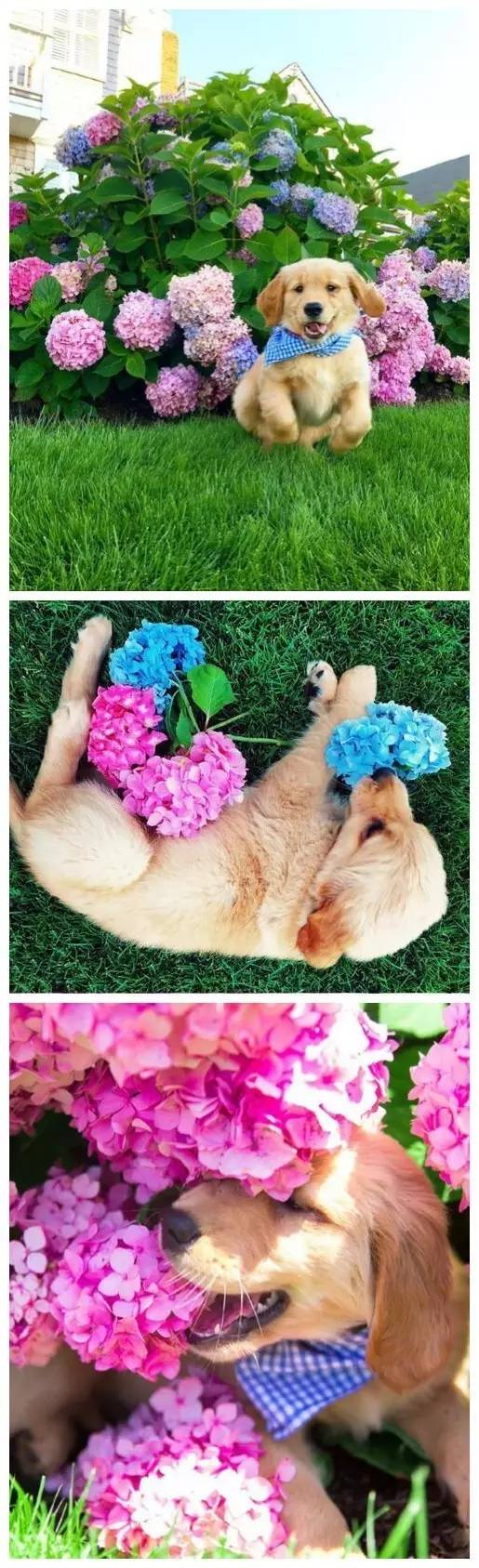 养了一只金毛和哈士奇,我想养一只金毛