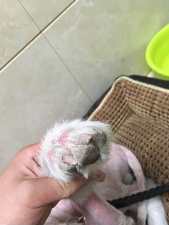 路边捡到一只萨摩耶,捡到萨摩耶有狗癣