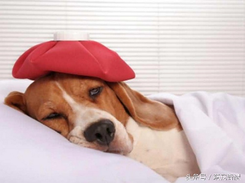 治疗狗细小病毒偏方,细小病毒能用中药偏方治吗