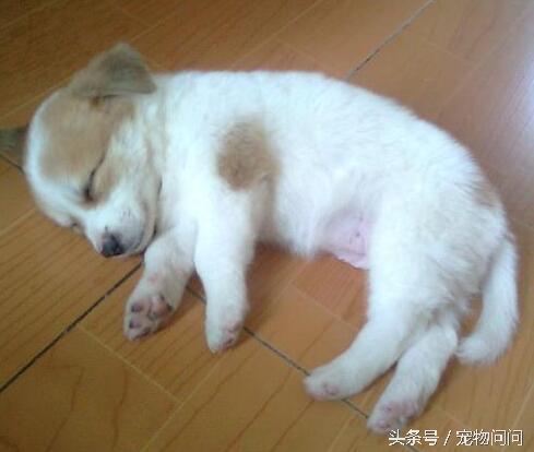 宠物问问，怎样彻底杀灭狗身上的跳蚤？