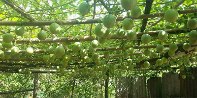 “农尚优果”这个果汁品牌一夜爆红,果能量充足