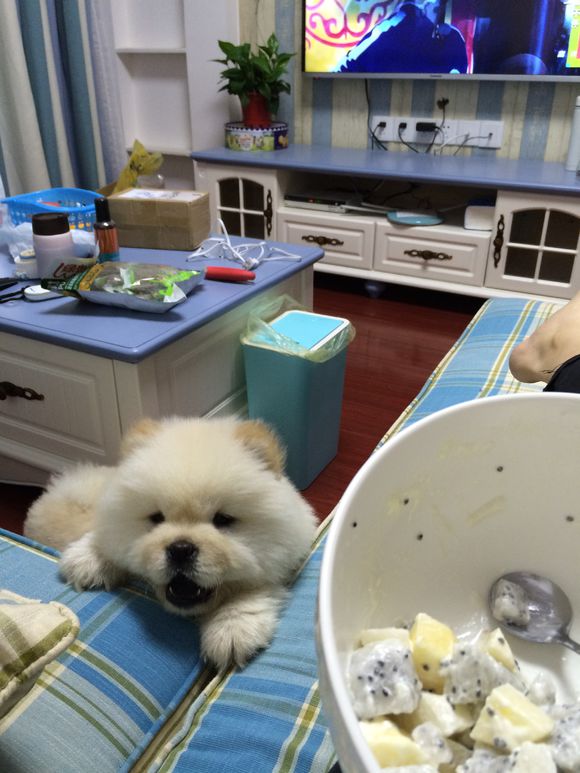 冬瓜南瓜！我家有一对松狮小活宝~