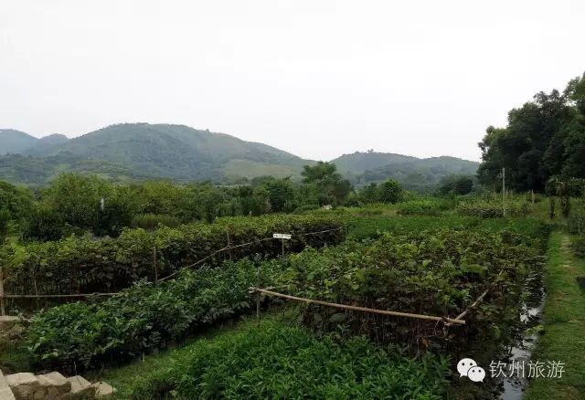 钦州周末出游攻略,钦州乡村旅游攻略