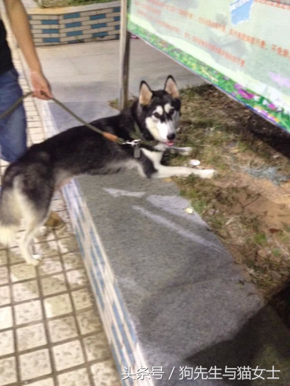 哈士奇不听话只能送去狗肉店,哈士奇送到狗场