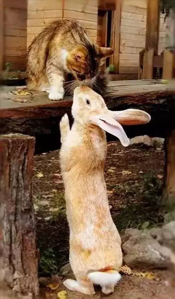 高级合照双人手势,男女拥抱接吻写真高级感照片