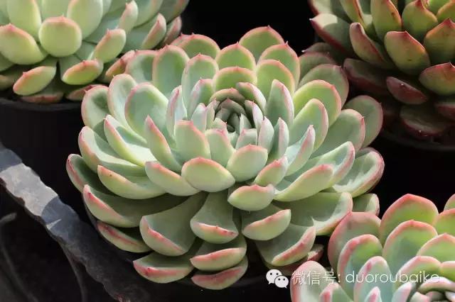 认多肉品种,教你认多肉