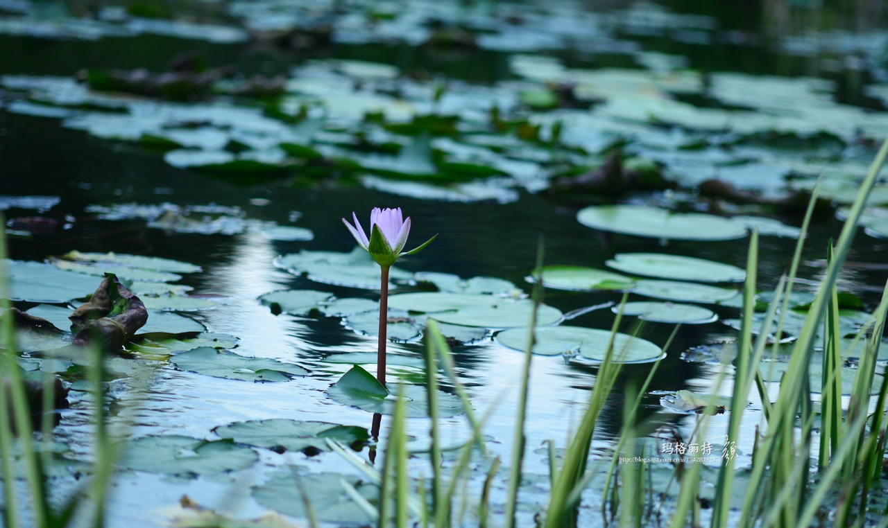 辰山植物园睡莲拍照,行摄洪湖荷花展