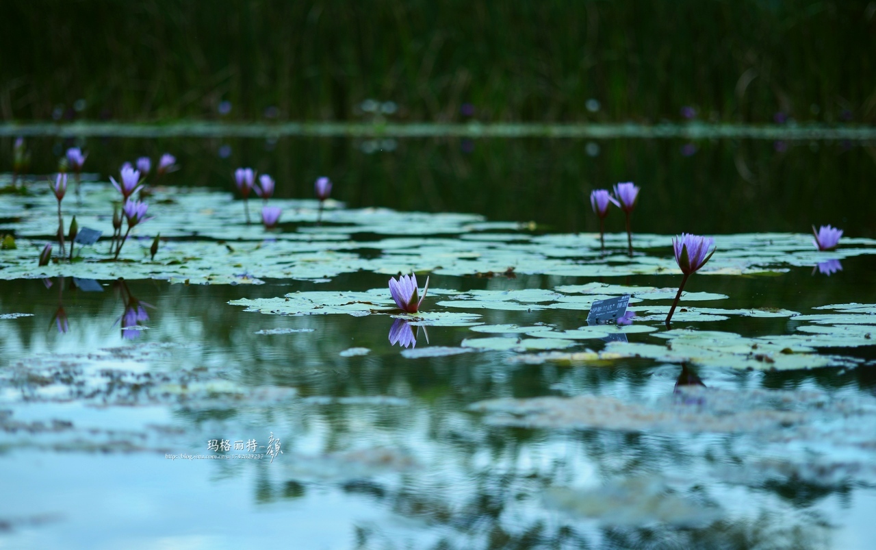 辰山植物园睡莲拍照,行摄洪湖荷花展