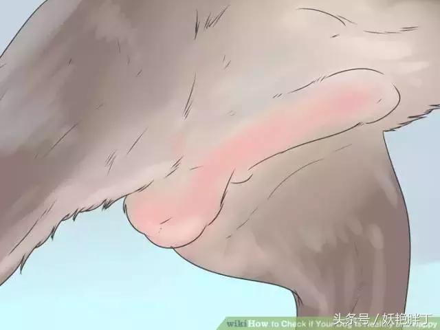 狗狗在家就可以做的体检方法！