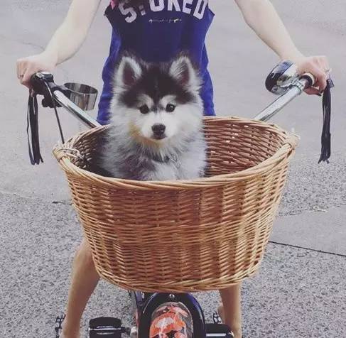 让哈士奇保持微笑一分钟,如何让哈士奇不再拆家