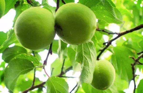 word哥经典剪辑,word哥wwe