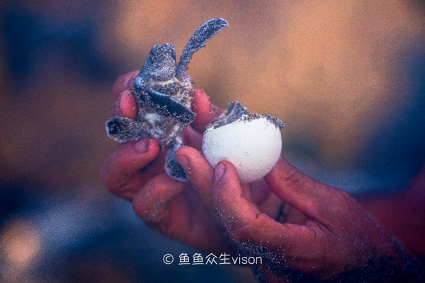 传说中的金银岛1993,金银岛宝藏传说是真的还是假的