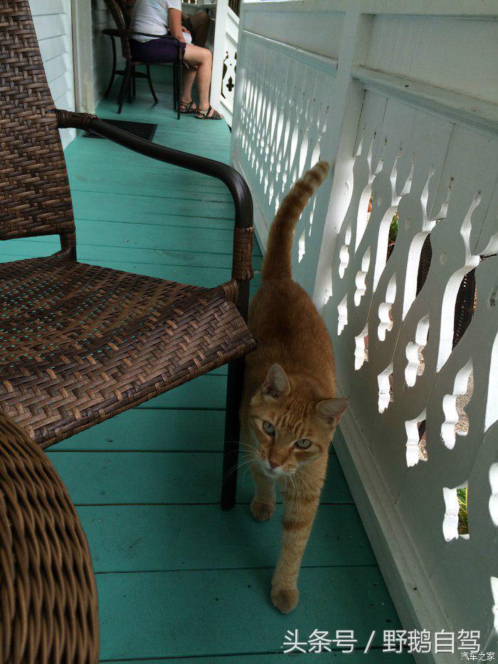 野鹅旅行,野鹅自驾无人区