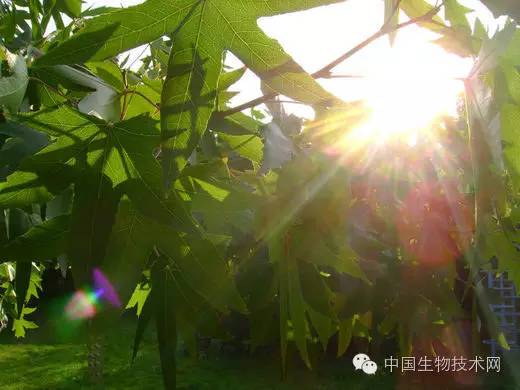 补充维生素能改善不良饮食状况吗？