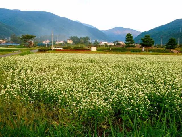 东京筑地市场吃货攻略,筑地日本料理马尼拉