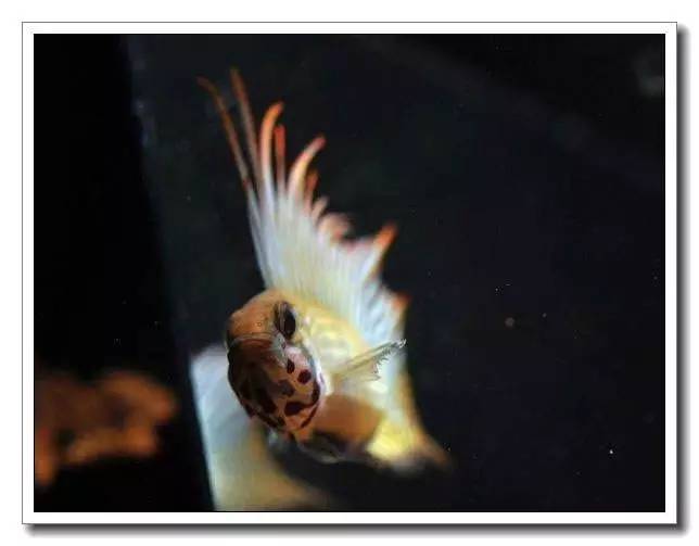 杂志连载南美短鲷的饲养法（二）