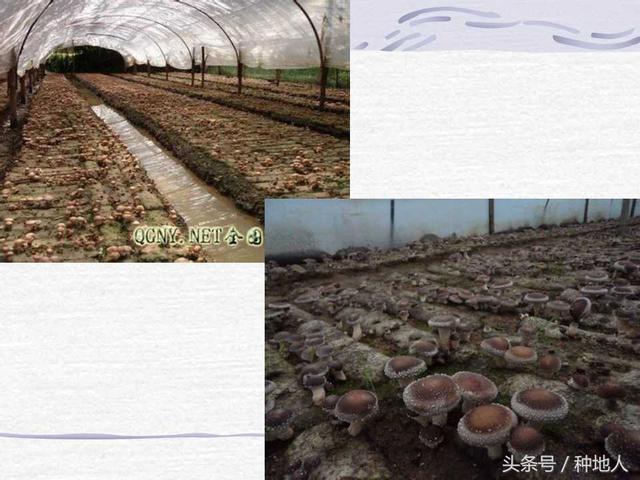 香菇栽培实用技术教案,屋顶香菇栽培