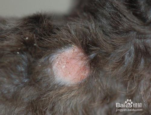 狗狗皮肤病怎么治疗不影响毛色,狗狗皮肤过敏怎么治疗最有效