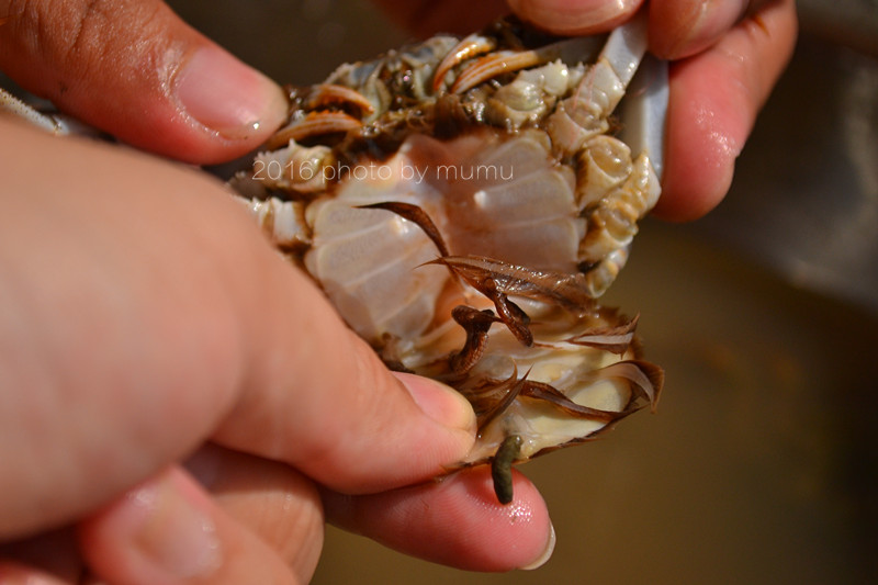 螃蟹怎么清洗干净最快方法,冷冻的螃蟹怎么清洗干净