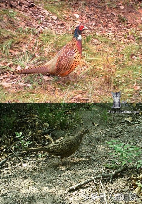 怀柔的北京生活,野性内蒙古