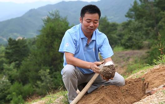 匠心制造传美名大别山下出茯苓