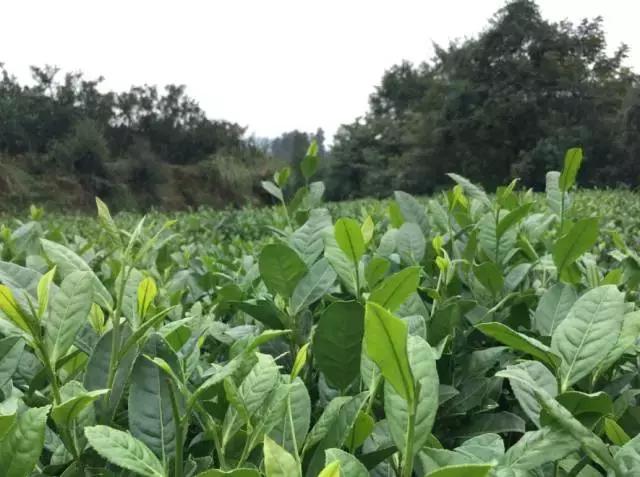 周末自驾采摘一日游,周末自驾游误入一个世外桃源