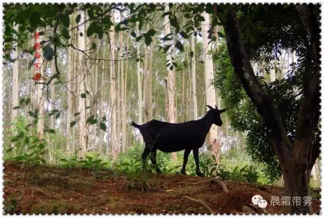 童话故事山羊和狼,童话故事山羊历险记