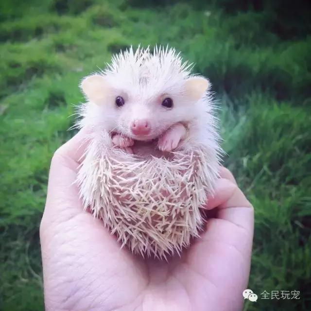 养的小刺猬知道饥饱么,养刺猬的感受