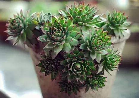 姬胧花月怎么养护,黑王子多肉怎么养老桩