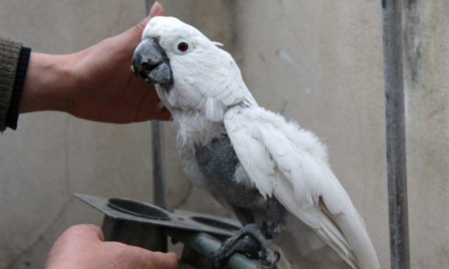 鹦鹉雏鸟啄羽毛怎么办,鹦鹉总是啄窝怎么办