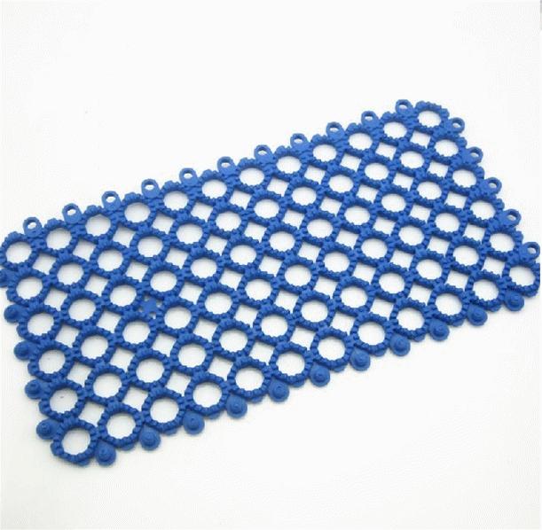 养一只荷兰猪需要花多少钱,养一只荷兰猪需要准备些什么