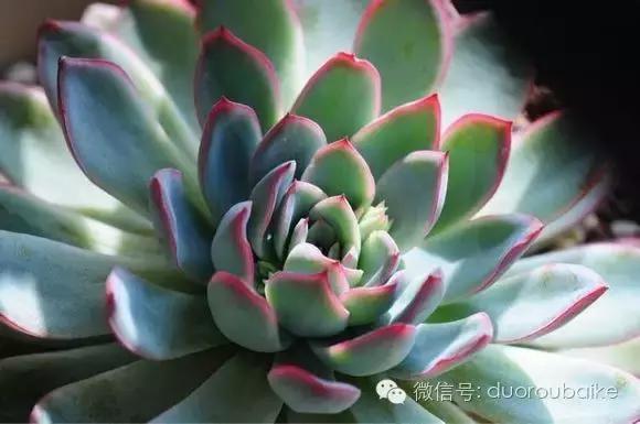 认多肉品种,教你认多肉