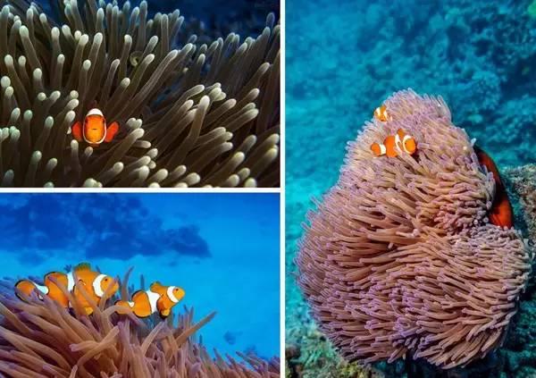 去沙巴旅游的感受,去沙巴旅游6大理由