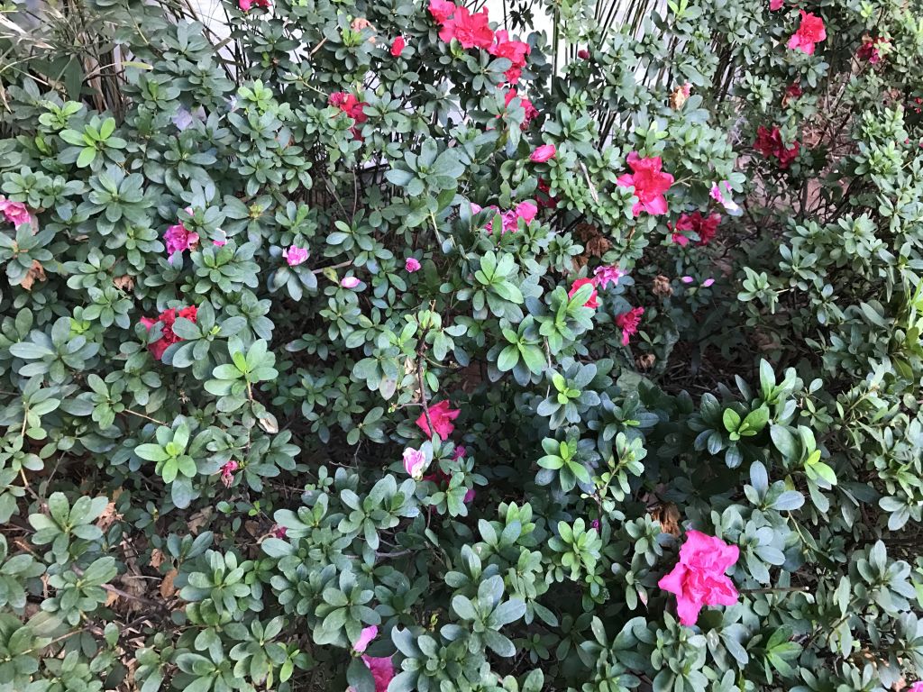 iphone7plus详细评测,苹果7plus测评还值得购买吗