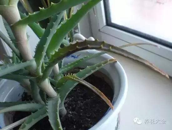 新栽培的芦荟为什么一点点黄叶,还在为植物长不出根系感到烦恼吗