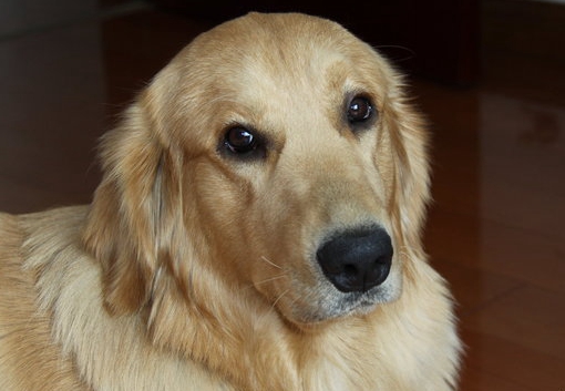 大金毛不想吃狗粮,大金毛不吃饭也不吃狗粮