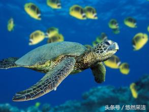 心行自驾,心形山水画