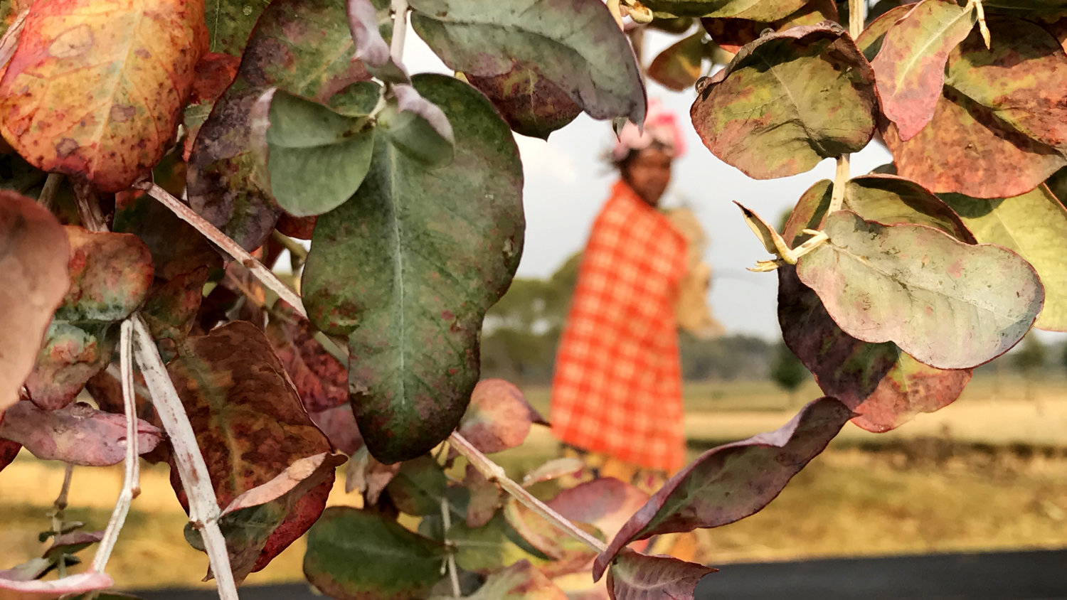 iphone7拍照怎么更好看,iphone7拍照评分