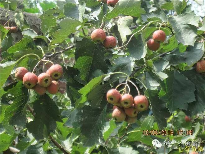 徐州铜山区野钓最新地点,小记野河钓鱼