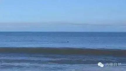 一只袋鼠不知为什么就向大海游去,只剩一片茫然