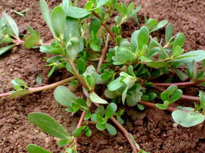 秋冬皮肤干燥用什么软膏,秋冬季节皮肤干燥长癣