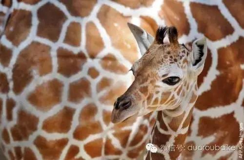 认多肉品种,教你认多肉