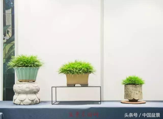 哪些野草适合微型盆景,小品盆景和微型盆景有区别吗