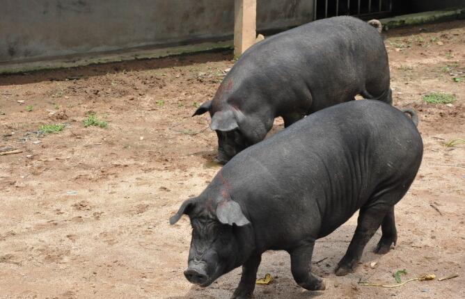 入冬猪预防哪些,猪低温的防治